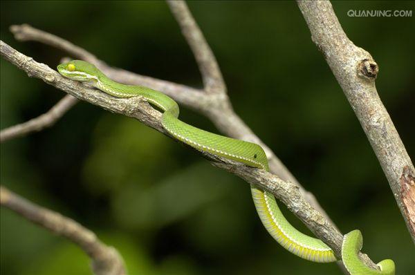 bambusa var.eutuldoides