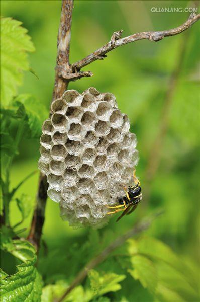 马蜂