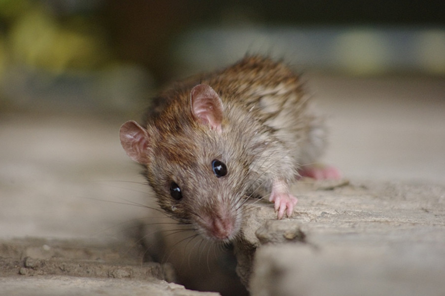  p>黄毛鼠(学名: i>rattus losea /i>),是鼠科,大鼠属的动物.