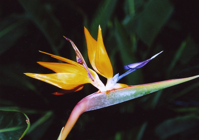  p data-id="txwaaywztlpt">鹤望兰,旅人蕉科鹤望兰属多年草本植物,无