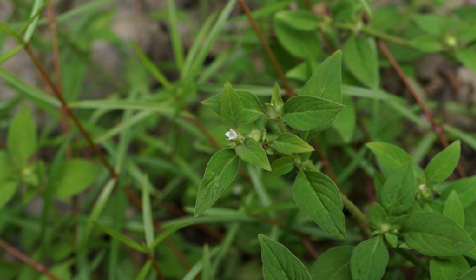  p>新耳草属分布于热带亚洲和大洋洲,属于披散草本,分枝多,节间生根