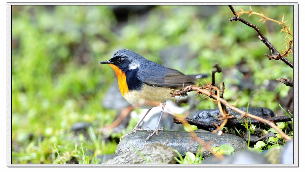  p>金胸歌鸲是 a href="#">鹟科 /a>歌鸲属的一种鸟类,是 a href="#"