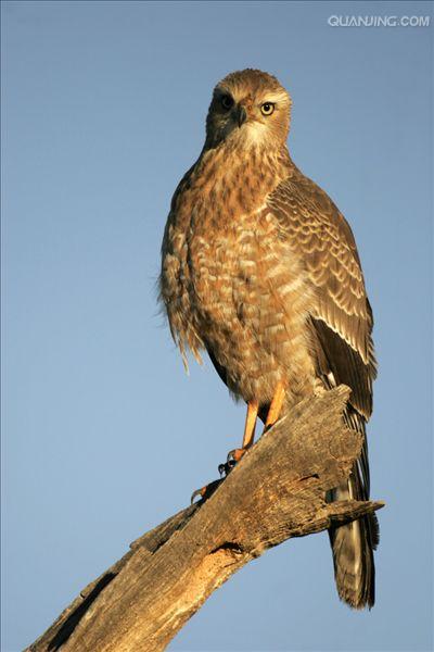 daudin, 1800), a target="_blank" href="/item/脊索动物门/3516708"