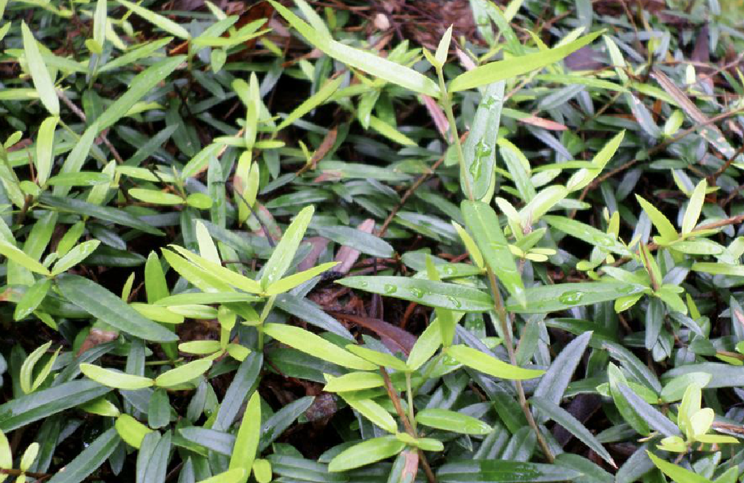  p>锈鳞木犀榄(学名: i>olea /i>  i>europaea /i> subsp.