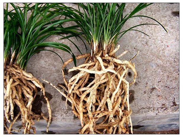 为兰科植物建兰,寒兰或台兰的根.其味辛,性微寒.