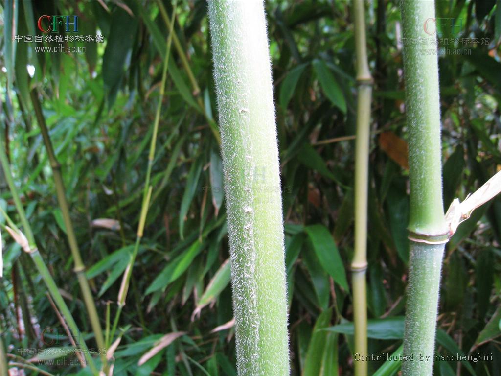  p>大节竹属,indosasa mcclure, a href="#">禾本科 /a> a href="#"