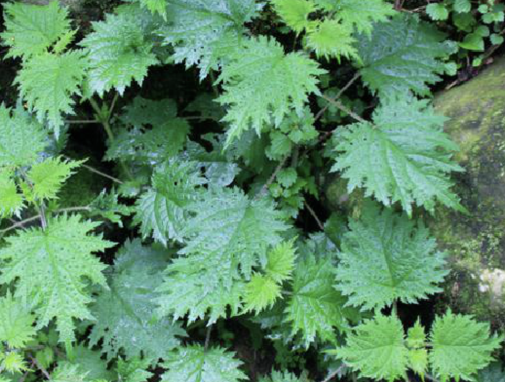  p>葡萄叶艾麻(学名: i>laportea violacea  /i>gagnep.