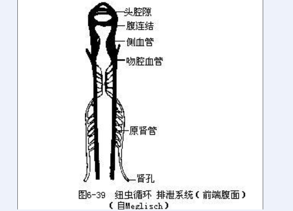 三角涡虫