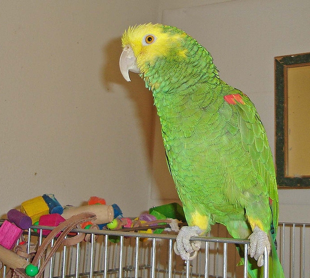 oratrix /i>),又名 b>黄头亚马逊鹦鹉 /b>或 b>黄冠亚马逊鹦哥 /b>,属