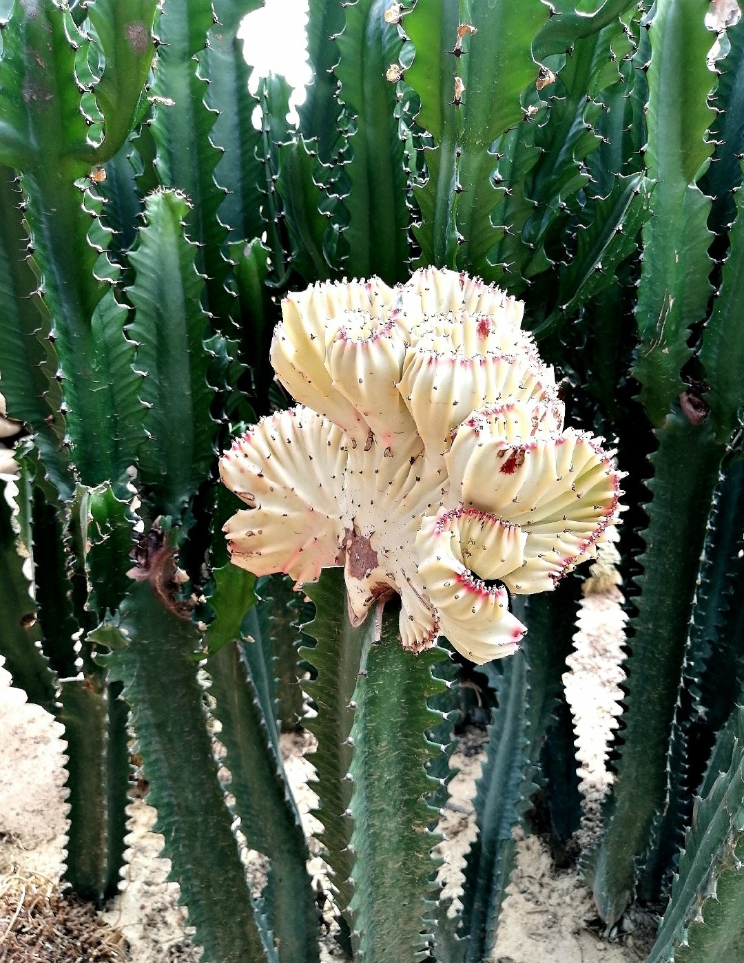 是大戟科大戟属肉质植物,彩春峰的肉质茎依品种的