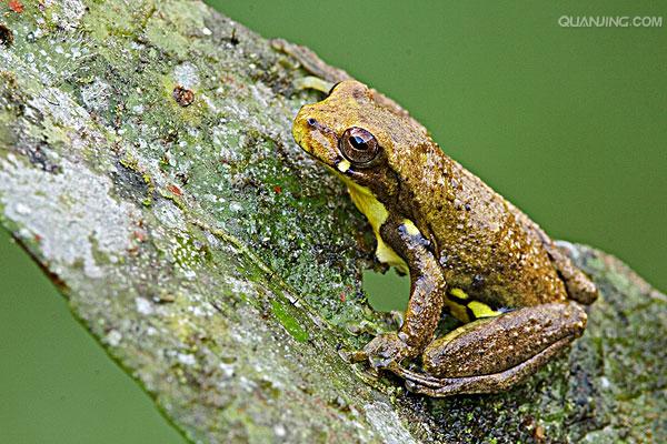  p>树蛙,无尾目树蛙科的1属,体多细长而扁,后肢长,吸盘大,指,趾间有