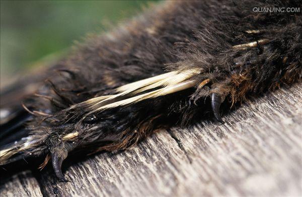  p>麝雉(学名: i>opisthocomus hoazin /i>):体长约65厘米,体重不及1