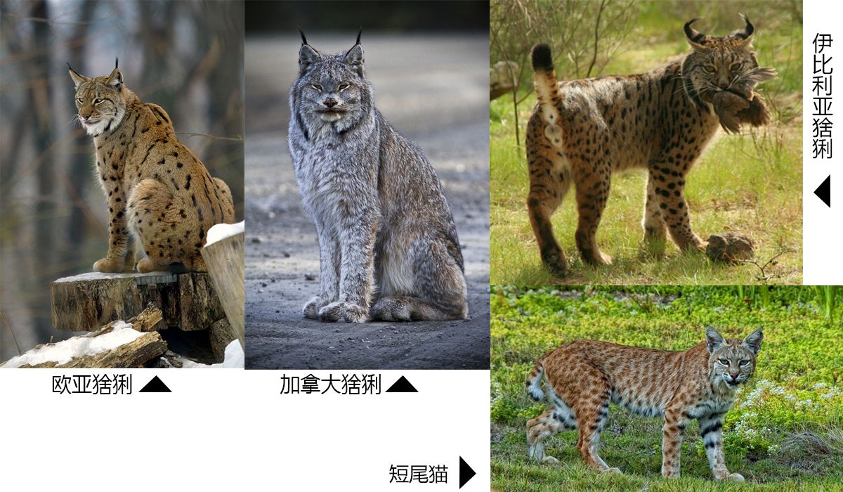 被低估的猞猁，它们以自己的方式积极地活着_百科TA说
