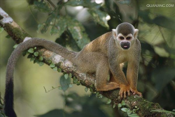 是产于南美洲的小型猴类,驯养容易,又能繁殖,是正逐渐宠物化的动物