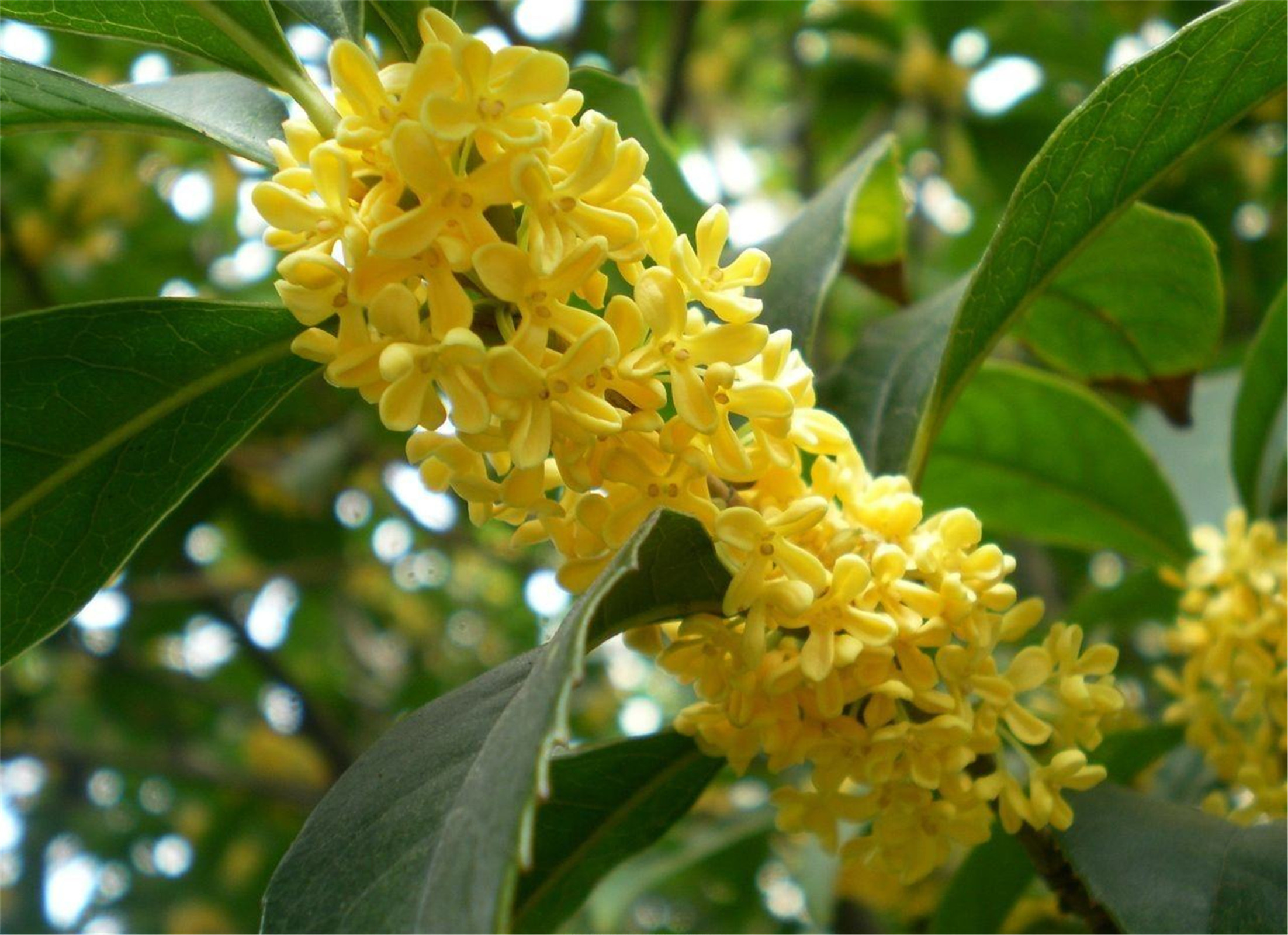 osmanthus fragrans liuye yingui