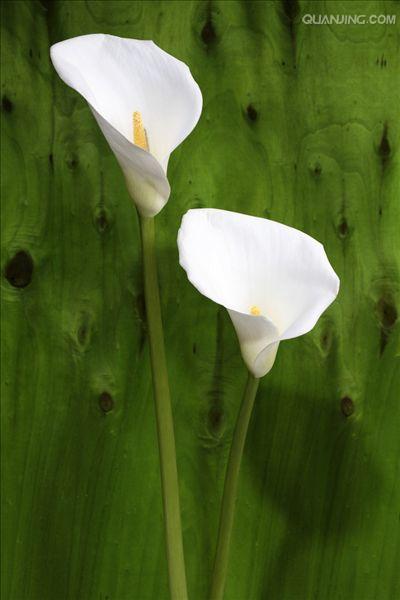 马蹄莲属(马蹄莲属球根花卉,具有块茎)