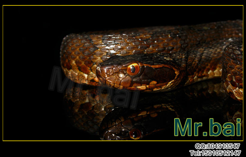  p>短尾蝮(学名: i>gloydius brevicaudus /i>)又称草上飞,地扁蛇