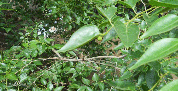  p>狗脊骨树在河南省 a href="#" data-lemmaid="823443">杞县 /a>