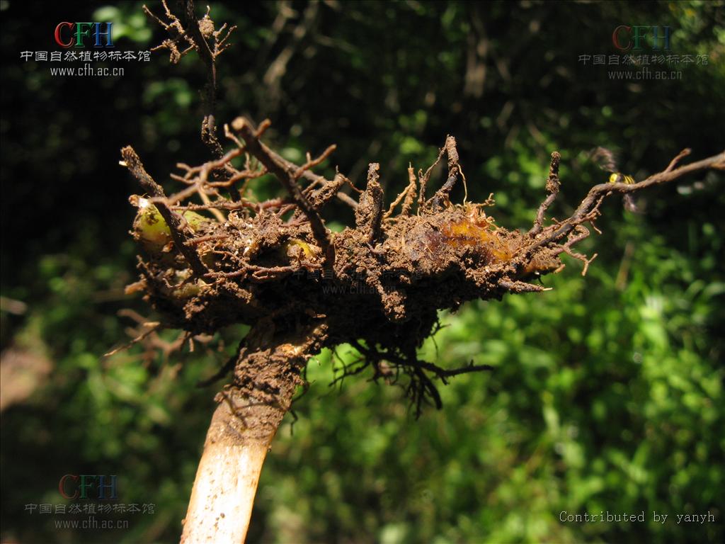  p>假冷蕨属,植物根状茎细长横走,二叉分枝,黑褐色,具残留的叶柄基部