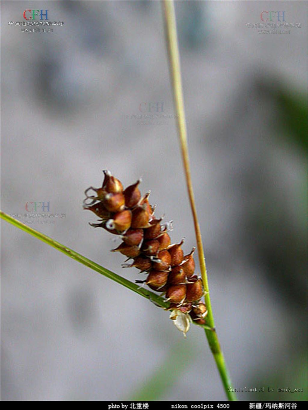 carex qingdaoensis f. z. li et s. j. fan