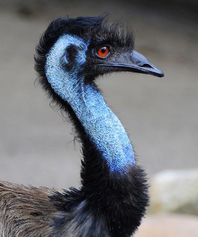  p>鸸鹋 [ér miáo](学名: i>dromaius novaehollandiae /i>),鸟纲