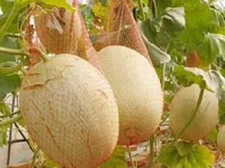 哈密瓜细菌性果斑病