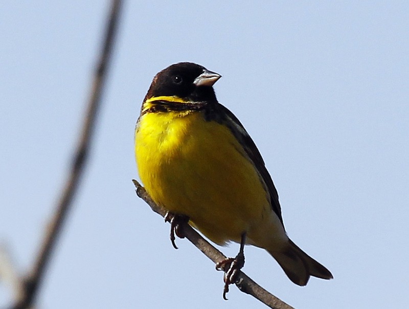  p>黄胸鹀(学名: i>emberiza aureola /i>):是雀形目,鹀科,鹀属的鸟类