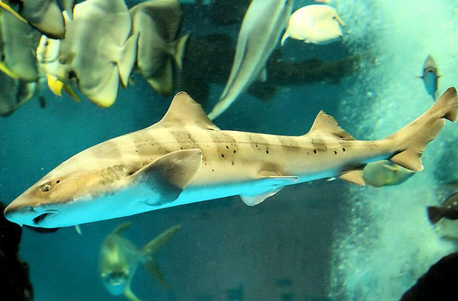  p>皱唇鲨(学名: i>triakis scyllium /i>)是皱唇鲨科,皱唇鲨属的一种