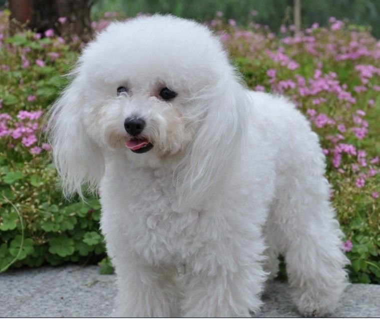  p>贵宾犬(poodle),也称"贵妇犬",又称"卷毛狗",在德语中,pudel是"