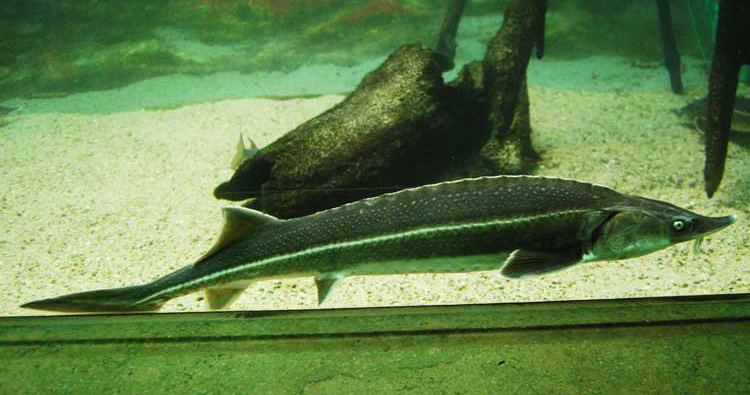  p>小体鲟(学名: i>acipenser ruthenus /i>)是鲟科,鲟属的鱼类.