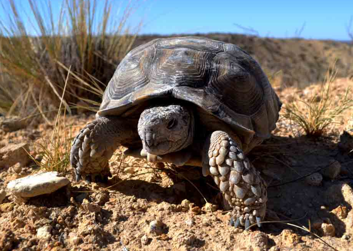  p>阿根廷象龟(学名: i>chelonoidis chilensis /i>):是爬行纲,陆龟科