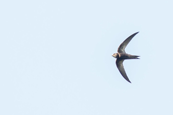black swift,学名:apus balstoni),是雨燕目雨燕科雨燕属的鸟类