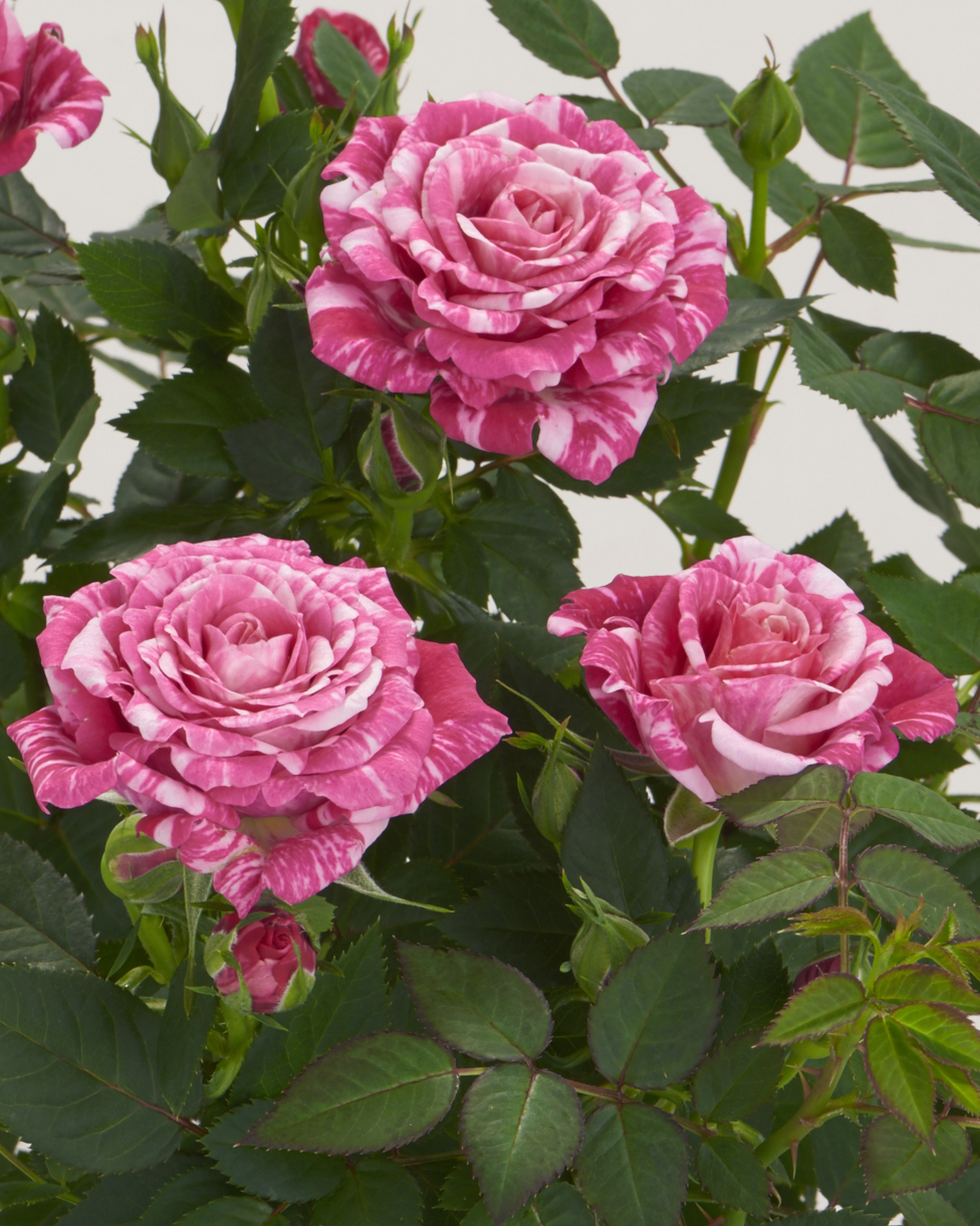  p data-id="tzqkyypeenzu">丰花月季是蔷薇科蔷薇属的灌木植物.