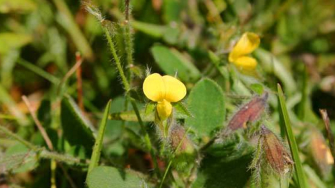  p data-id="go0acmhqaa">地豆草,潮汕地区别名称为软枝假地豆,山地豆