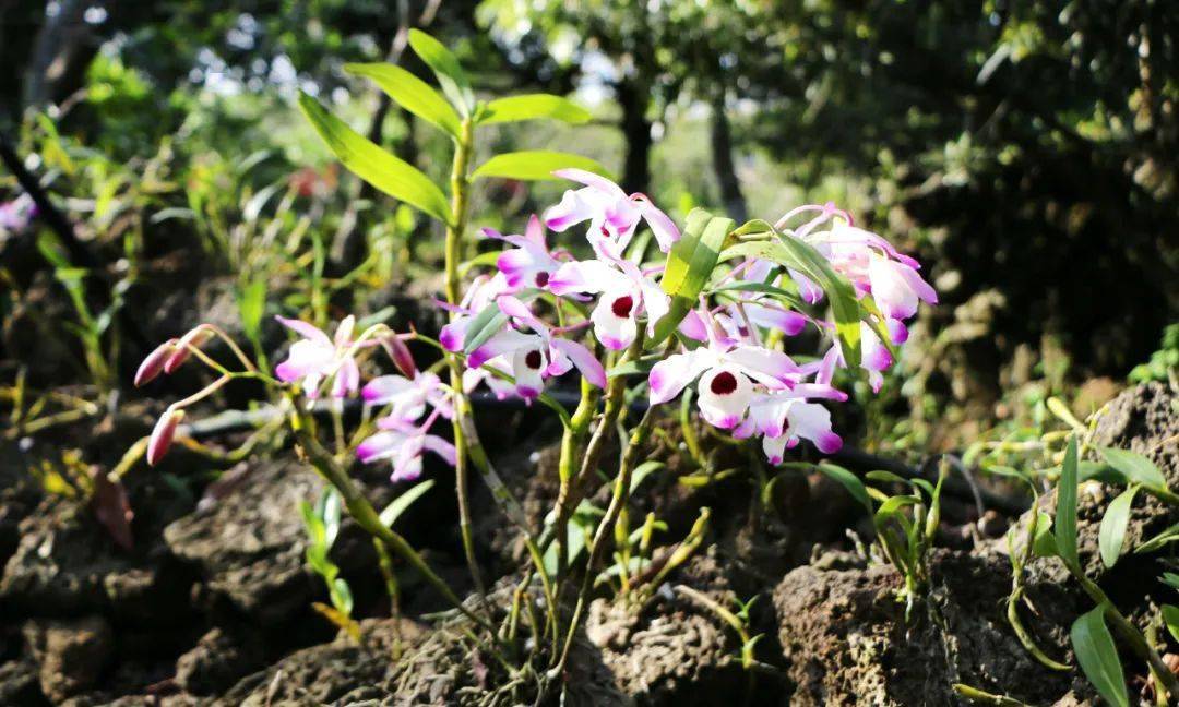 海口火山石斛