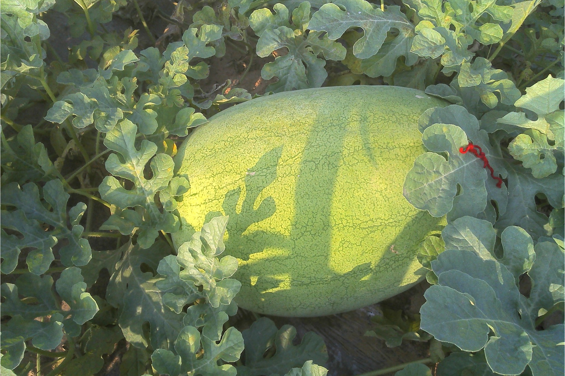 华夏新红宝西瓜