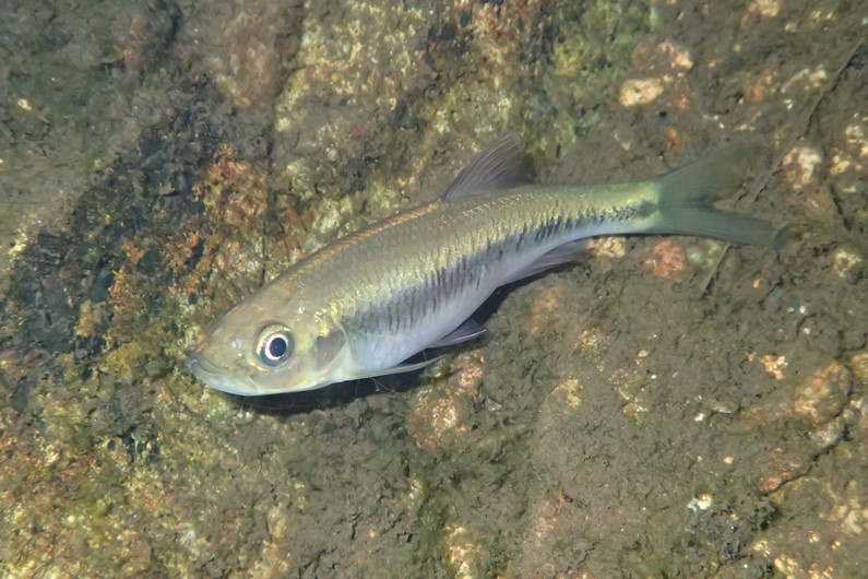 5±0.21倍,为尾柄高的8.6±0.29;背鳍基部后缘与臀鳍起点相对.