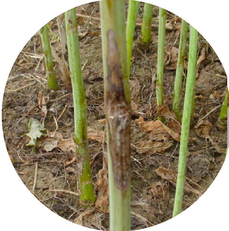 油菜菌核病