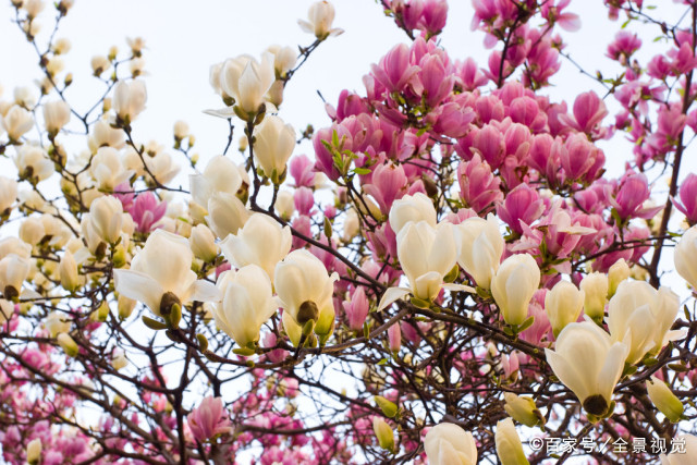 纳兰性德的 倦倚玉兰看月晕 容易语低香近 最是六月城市的仰望 百科ta说