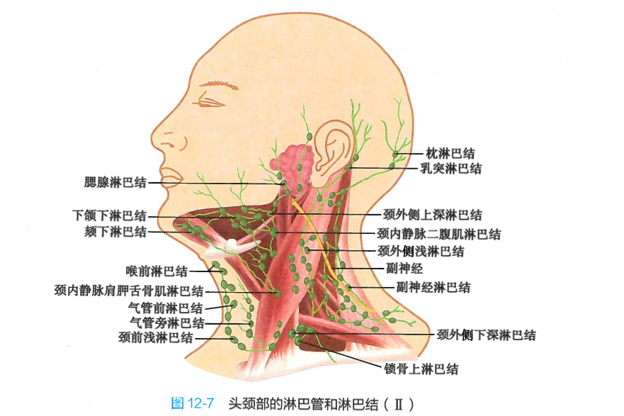 颈外侧下深淋巴结