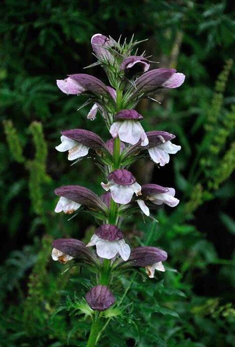 是爵床科,老鼠簕属的一种植物.
