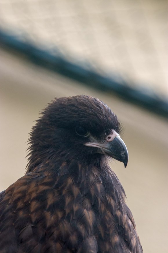 phalcoboenus australis