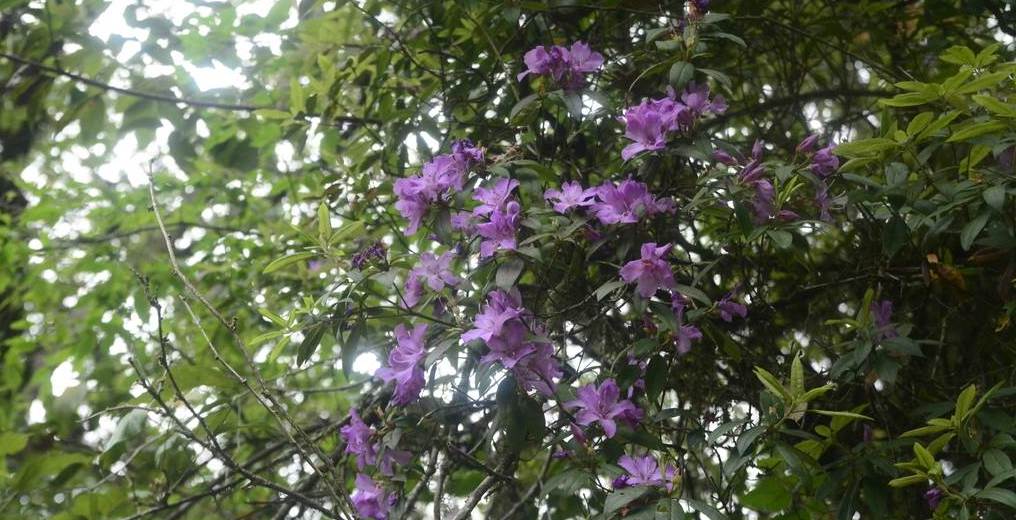  p>墨脱马银花(学名: i>rhododendron medoense /i> fang et m. y.
