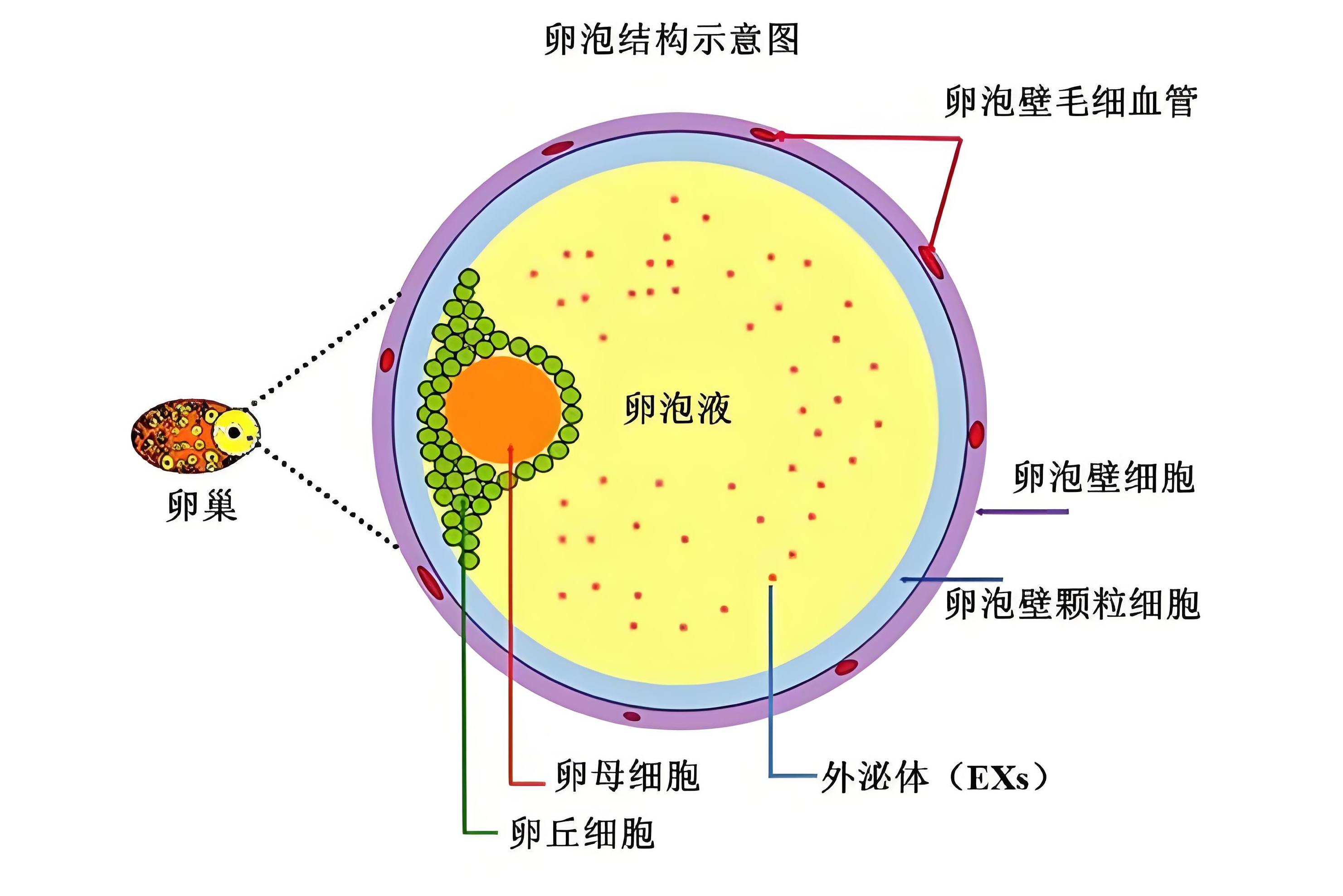 卵母细胞(oocyte):在卵子发生过程中进行<a