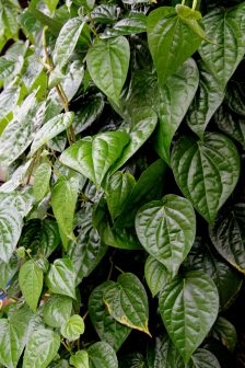 蒌叶（胡椒科胡椒属植物）_百度百科