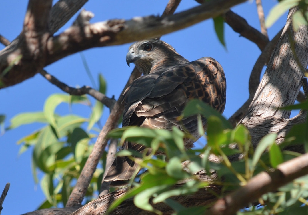  p>赤鹰(学名: i>erythrotriorchis radiatus /i>):为鹰科,赤鹰属的一