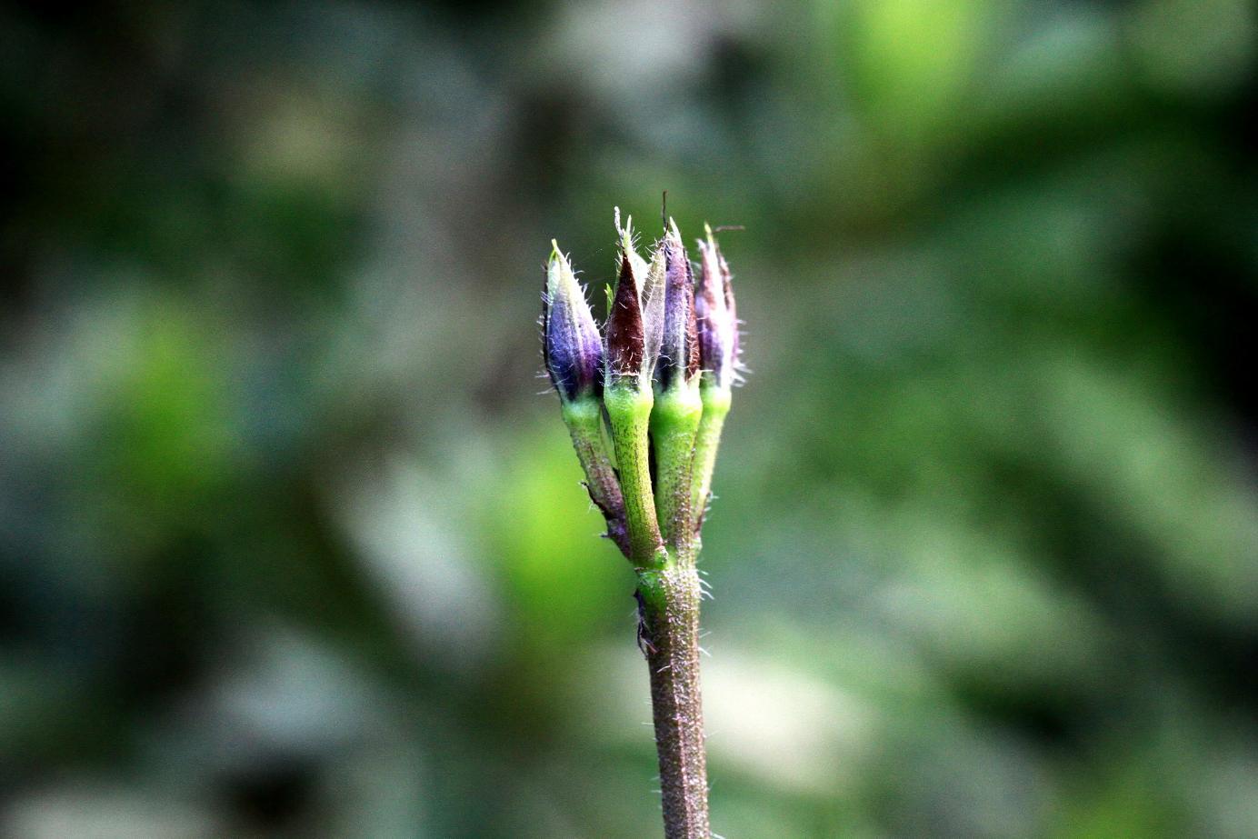  p>虎掌藤(学名: i>ipomoea pes-tigridis l.