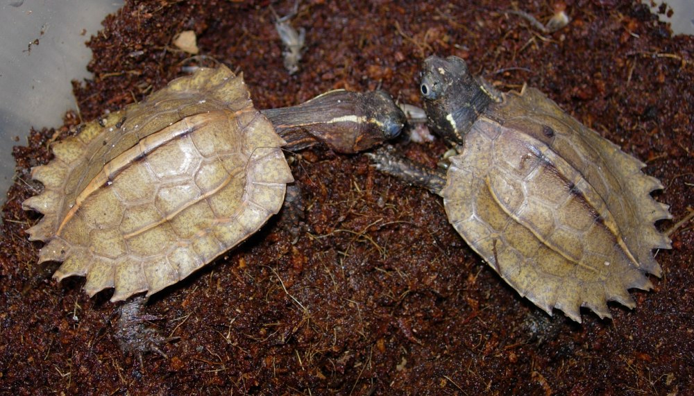  p>地龟(学名: i>geoemyda spengleri /i>)是龟科,地龟属半水栖的龟类