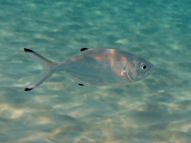  p>卵形鲳鲹(学名: i>trachinotus ovatus /i>)是鲹科,鲳鲹属鱼类.