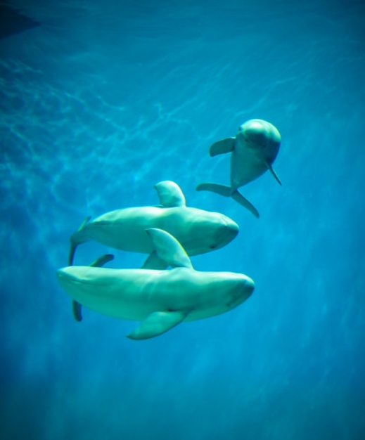 indo-pacific finless porpoise